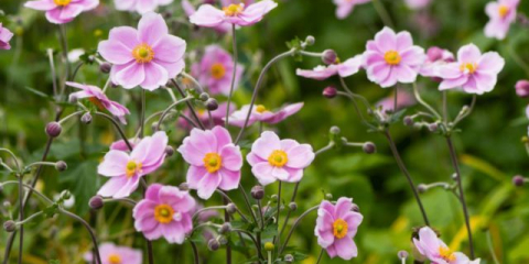 Jak zasadit sasanky na podzim: důležité základy a nuance